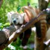 red panda napping