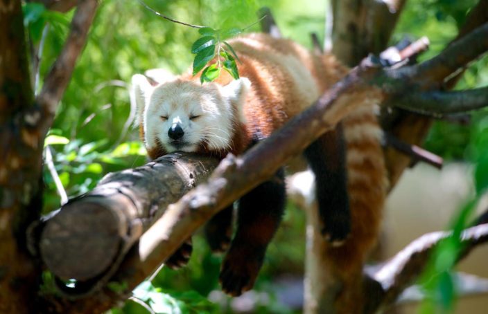 red panda napping