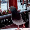 Pigeon in Venice, taking up space