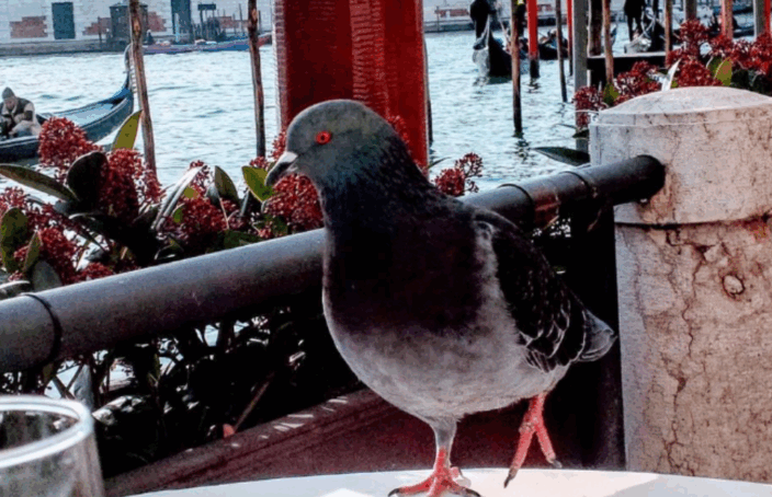 Pigeon in Venice, taking up space