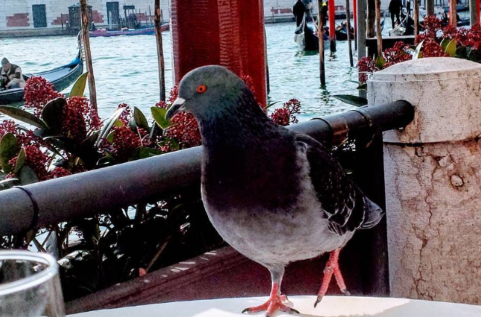 Pigeon in Venice, taking up space
